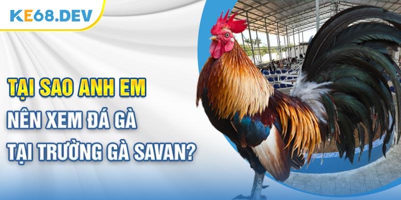 Tại sao anh em nên xem đá gà tại trường gà Savan?