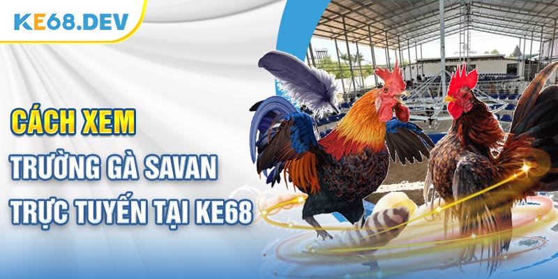 Cách xem trường gà Savan trực tuyến tại ke68